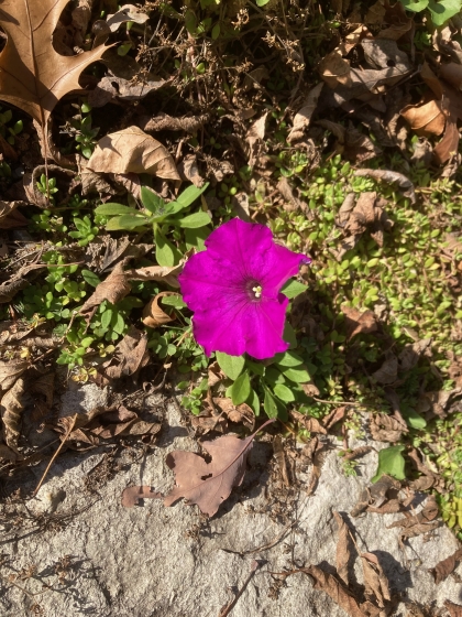 Pretty flower